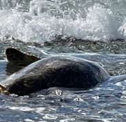 Sea Turtle at Turtle Beach on the North Shore, Oahu